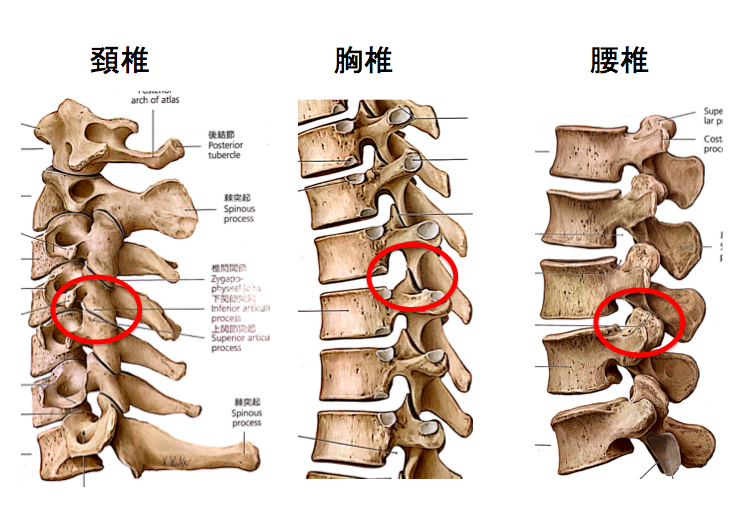 椎間関節形状の違い